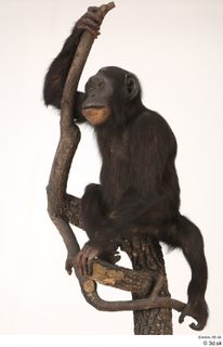  Chimpanzee Bonobo whole body 0002.jpg